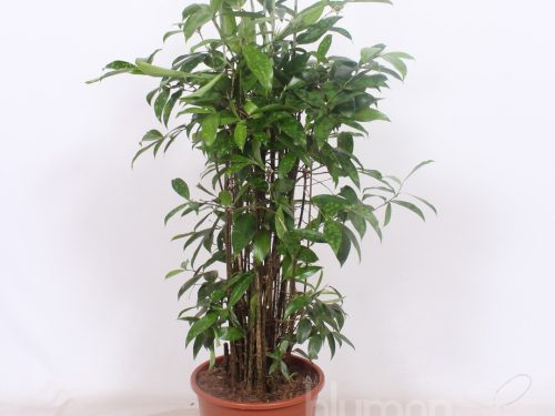 Dracaena surculosa