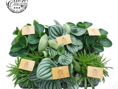 Peperomia sonstig gemischt