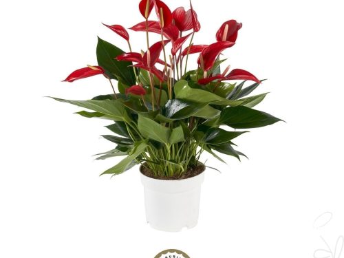 Anthurium Banderola Roja