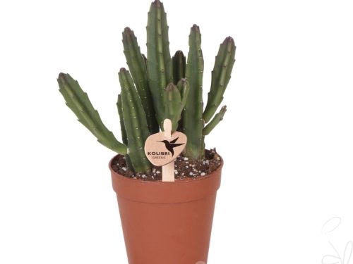 Stapelia leendertziae