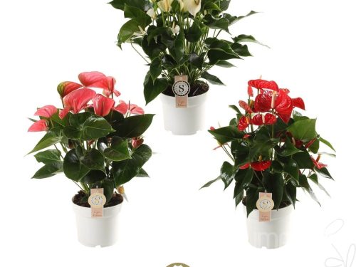 Anthurium (Andreanum Grp) gemischt 3 Farben en Mix