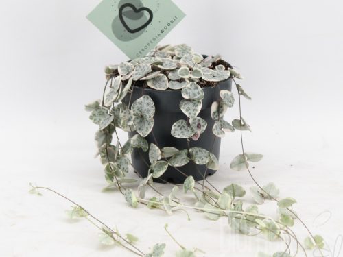 Ceropegia woodii -Variegata-