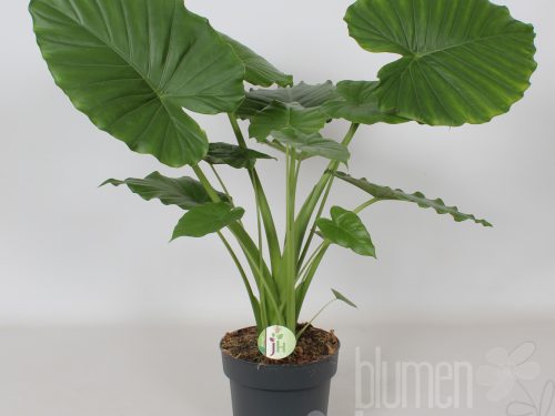 Alocasia gageana