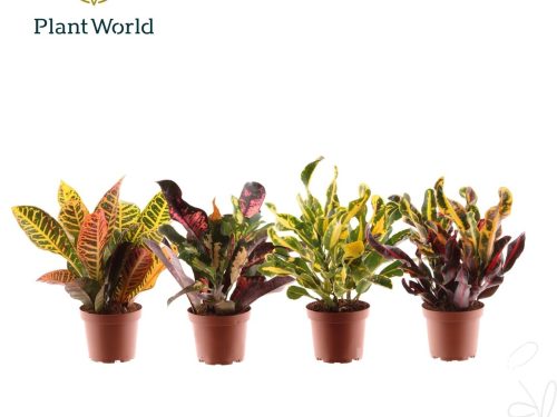 Croton gemischt (3 Sorten)
