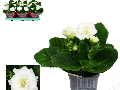 Sinningia Sonata White