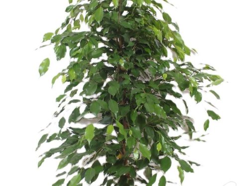 Ficus benjamina -Exotica-