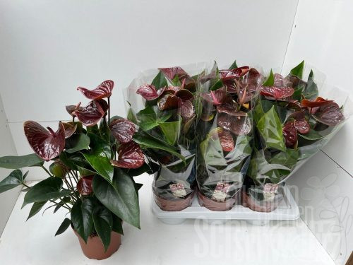 Anthurium (Andreanum Grp) Essencia