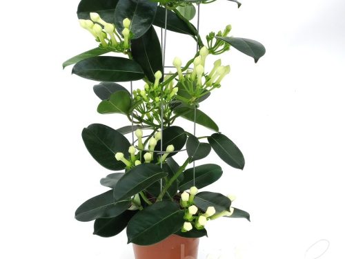 Stephanotis floribunda sonstig Tower 6-9