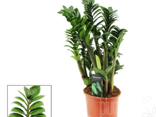Zamioculcas zam Zenzi
