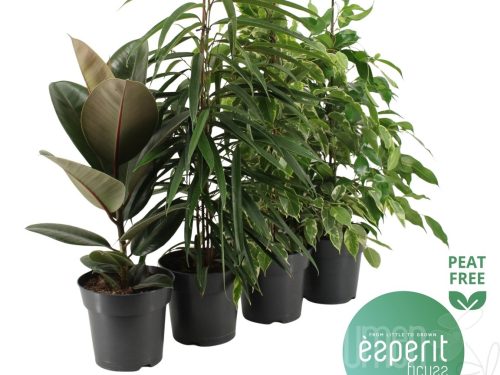 Ficus sonstig gemischt