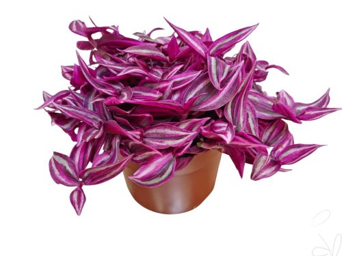 Tradescantia zebrina Pink Paradise