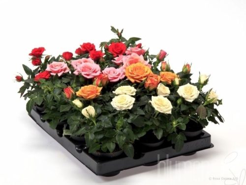 Rosa Kordana gemischt 4 sorten
