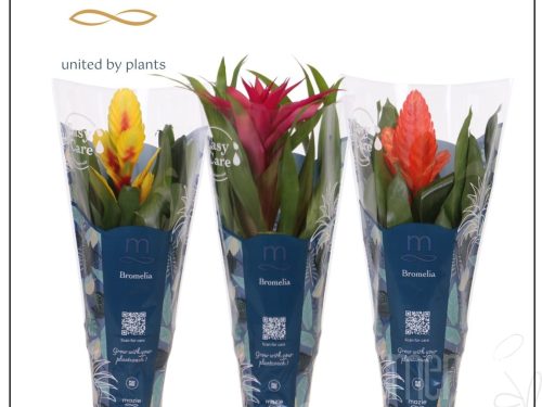 Bromelia gemischt Mazie