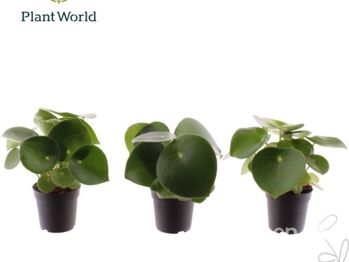 Peperomia polybotrya -Raindrop-