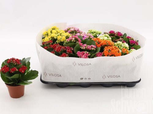 Kalanchoe gefüllt blossfeldiana gemischt 5 Farben