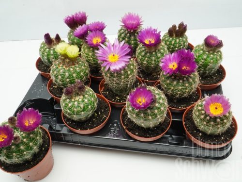 Cactus blühend gemischt