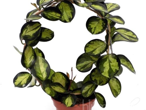 Hoya australis -Lisa-