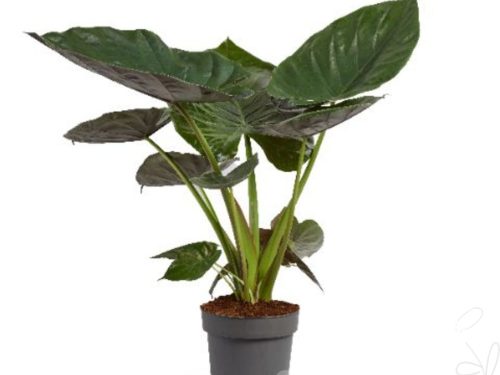Alocasia wentii