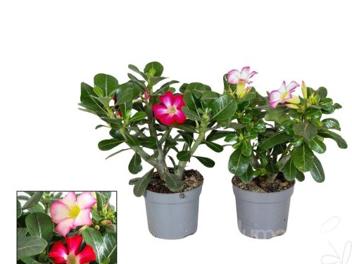 Adenium gemischt