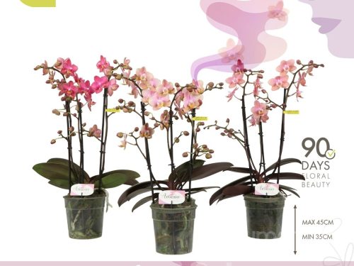 Phalaenopsis Multifloratypes gemischt 3 Farben