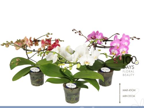 Phalaenopsis gemischt INFM 2 tak