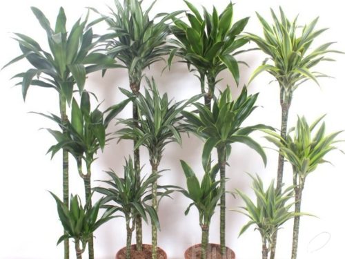Dracaena fragrans sonstig gemischt 4 sorten