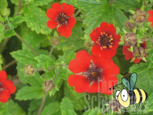 Geum rivale Flames of Passion, Roter Nelkenwurz