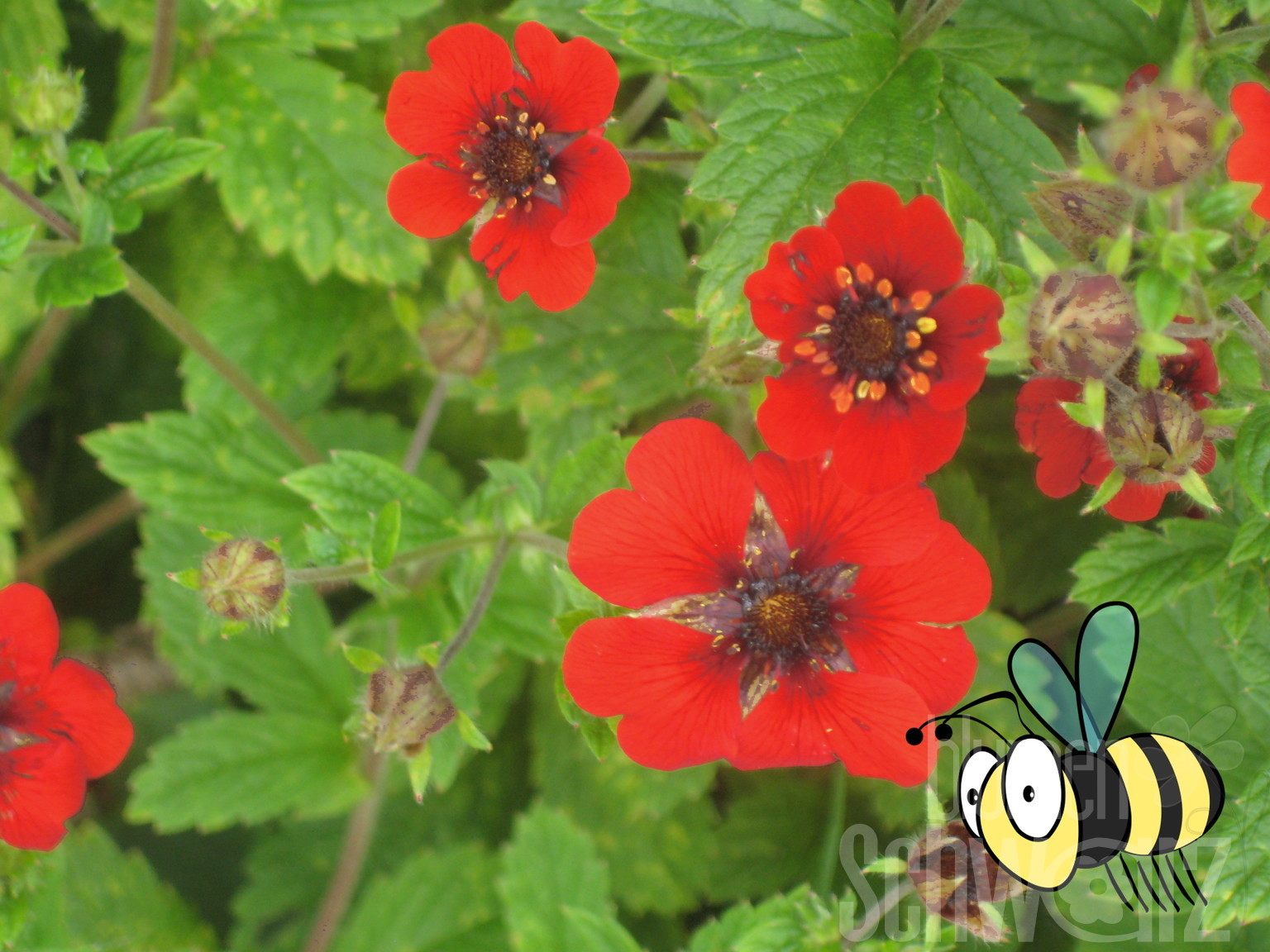 Geum rivale Flames of Passion, Roter Nelkenwurz