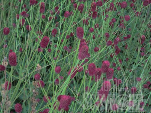 Sanguisorba Burr Blanc - Weißer hoher Wiesenknopf