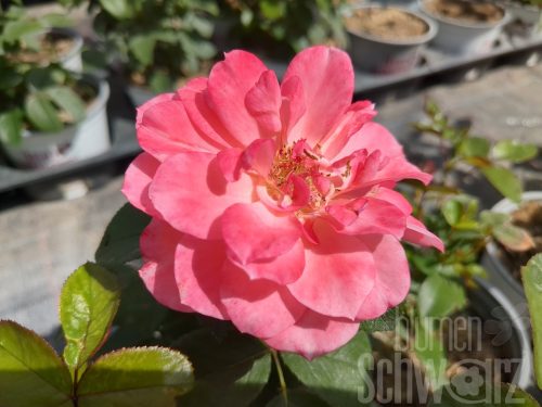 Rose Sugar Candy - Apricot Bodendeckerrose