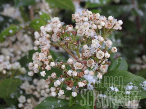 Viburnum tinus HST