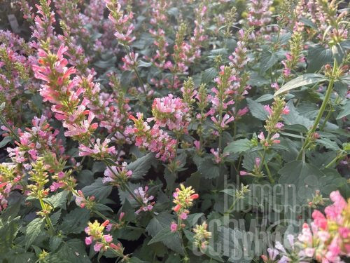 Agastache, Duftnessel