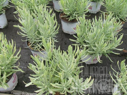Lavandula ang. Platinum Bl., gelblaubiger Lavendel
