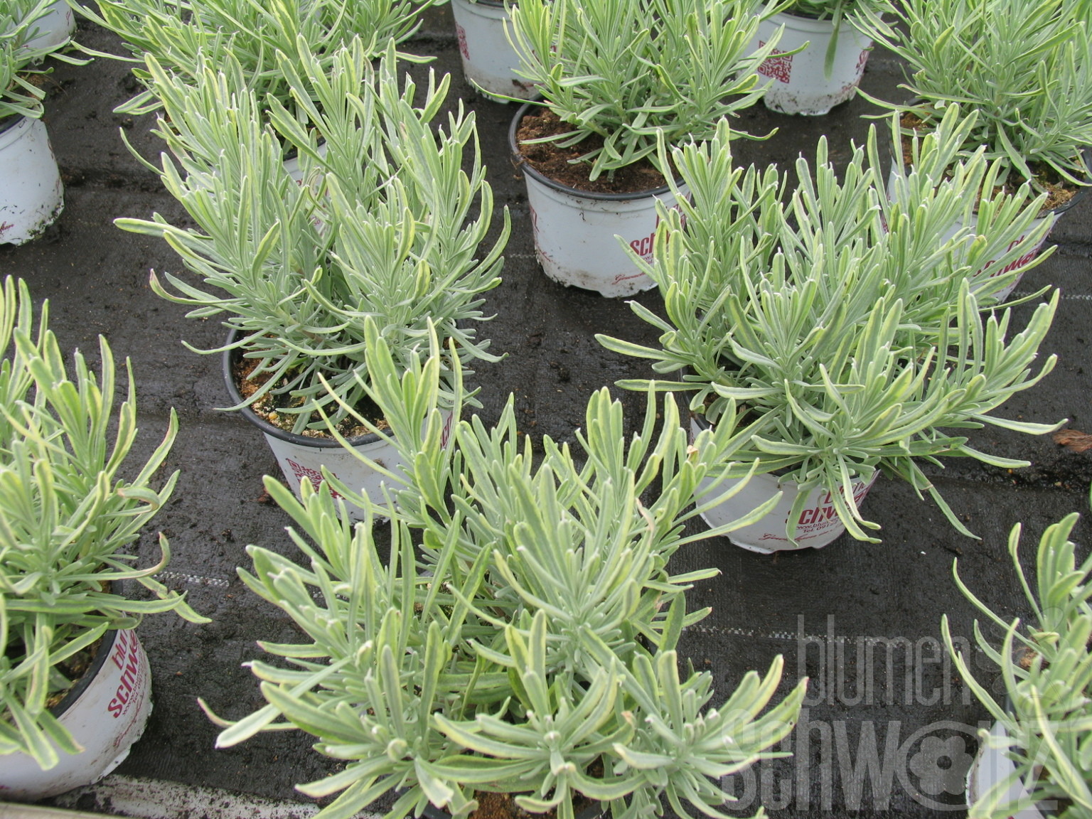 Lavandula ang. Platinum Bl., gelblaubiger Lavendel