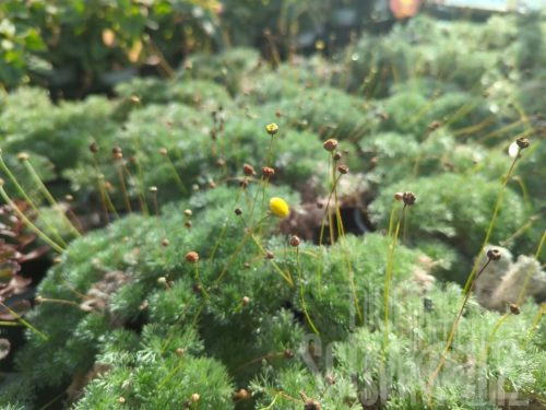 Leptinella Minigolf