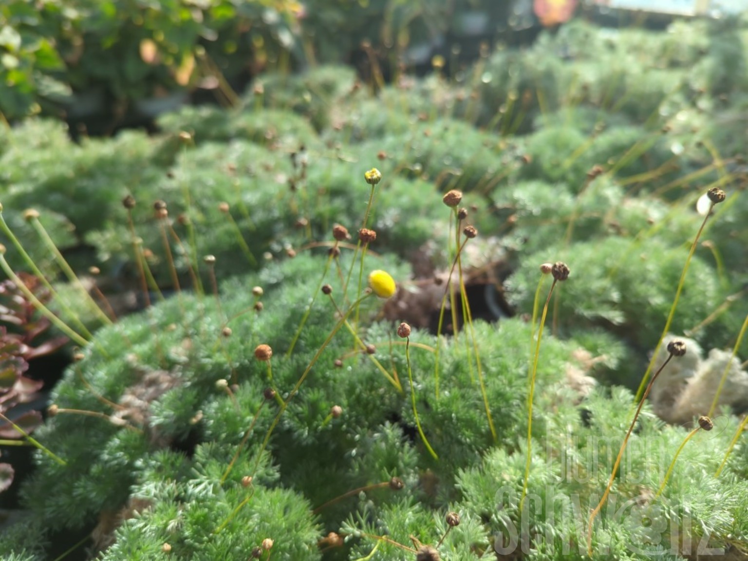 Leptinella Minigolf