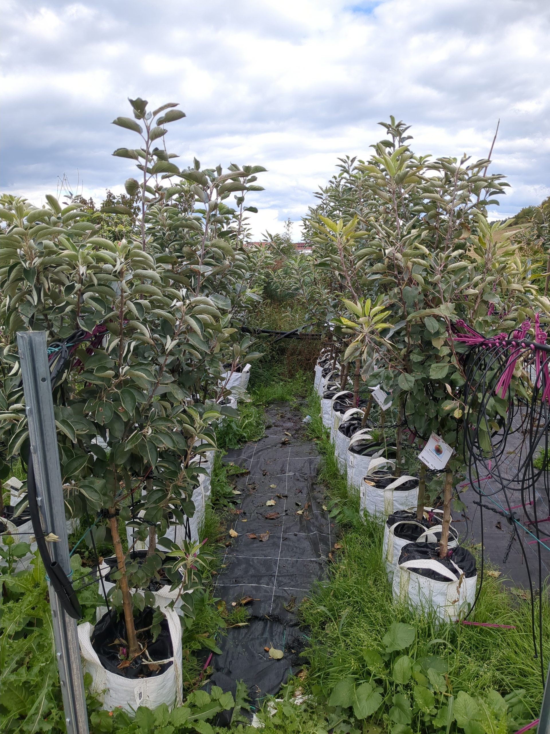 Produktion der Obstgehölze bei Blumen Schwarz