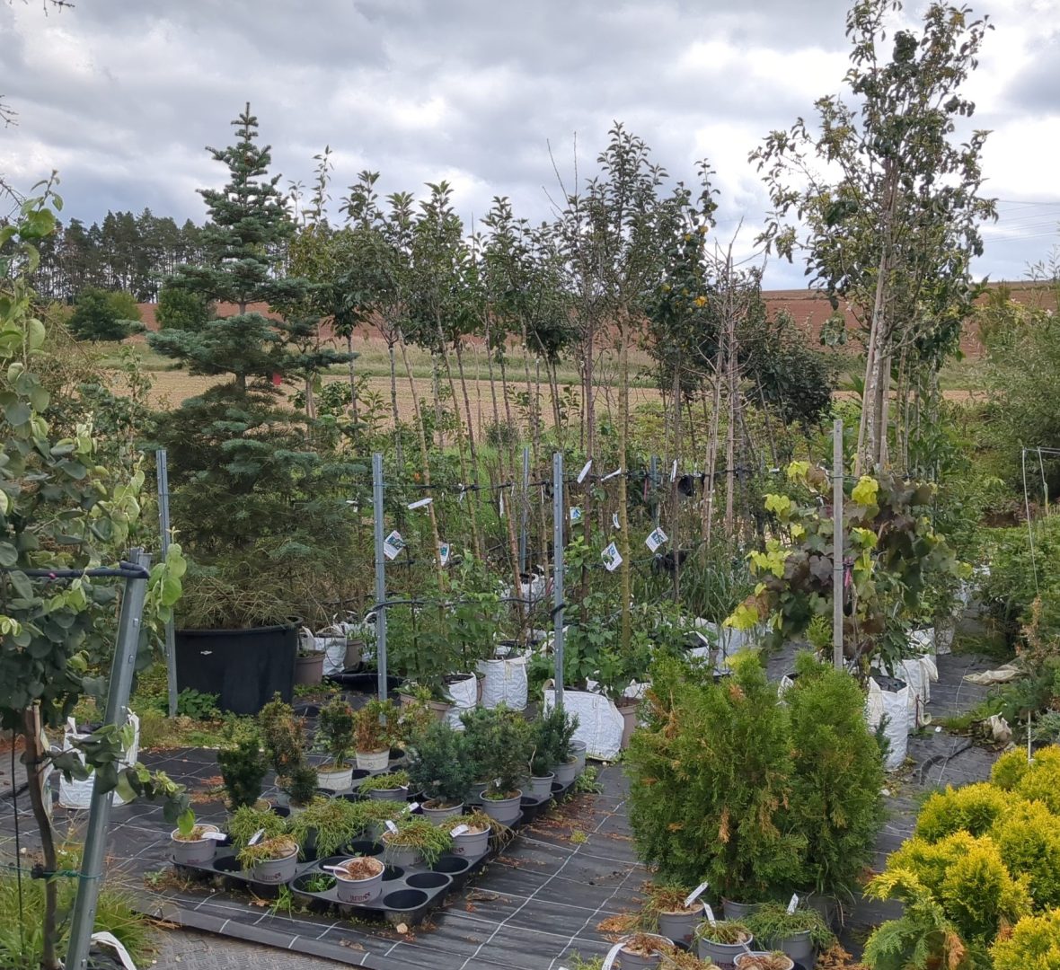 Produktion der Obstgehölze bei Blumen Schwarz